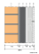 Imagen de TR328 Panel med.madera GRAFIPOL ® TR-32, espesor (# 80mm). Formato [600X2800] [1,68m2.].