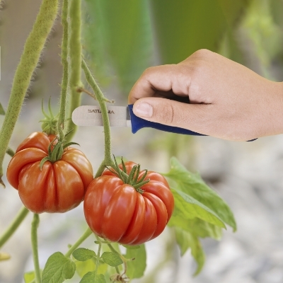 Imagen de Cuchillo Recolectar Tomates / Pepinos 13,5 cm. Cuchillo Corta Tomates, Cuchillo Pepinos, Cuchillo Cortador Pepinos,